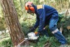 Moseleytree-cutting-services-21.jpg; ?>